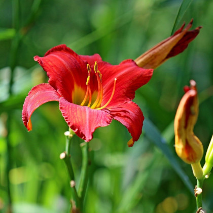 Denivka Red Magic - Hemerocallis - hlízy denivky - 1 ks