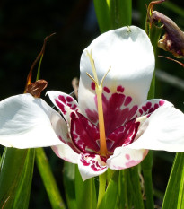 Tygřice bílá - Tigridia alba - hlízy tygřice - 3 ks