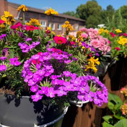 Letničky na balkón - semena - směs - 0,9 g