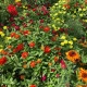 Letničky polovysoké - semena letniček - směs letniček - 0,9 g