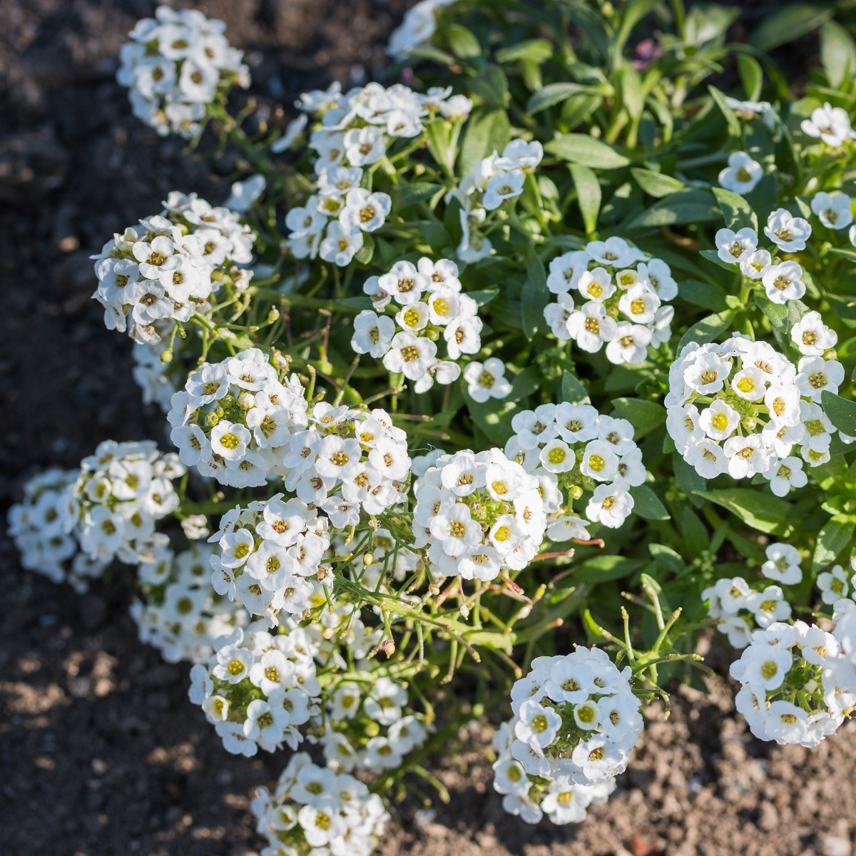 Zahradní sen v bílém - semena letniček - směs letniček - 0,9 g