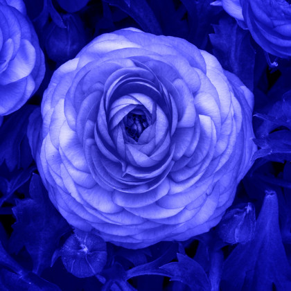 Pryskyřník plnokvětý modrý - Ranunculus asiaticus - hlízy pryskyřníku - 3 ks