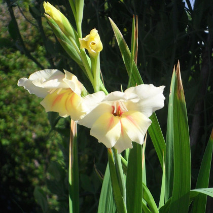 Gladiol Nanus Halley - Gladiolus - hlízy mečíku - 3 ks