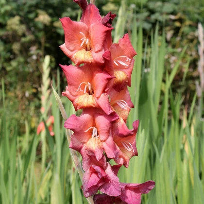 Gladiol Indian Summer - Gladiolus - hlízy mečíku - 3 ks