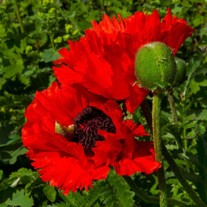 Mák Scarlet Peony - Papaver somniferum - semena máku - 150 ks