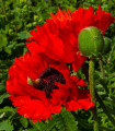 Mák Scarlet Peony - Papaver somniferum - semena máku - 150 ks