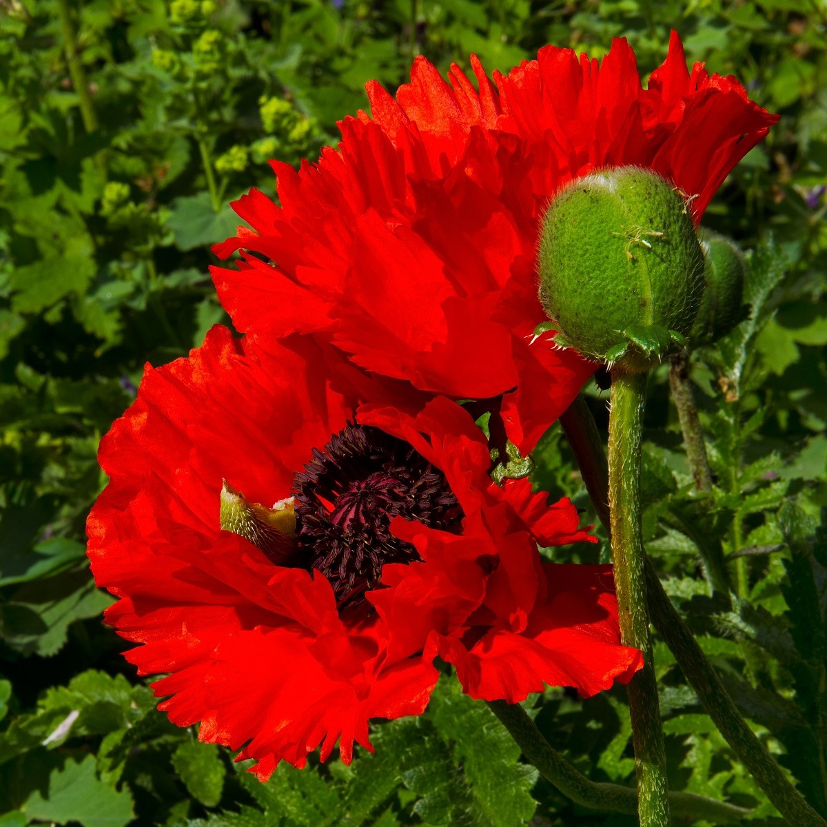 Mák Scarlet Peony - Papaver somniferum - semena máku - 150 ks