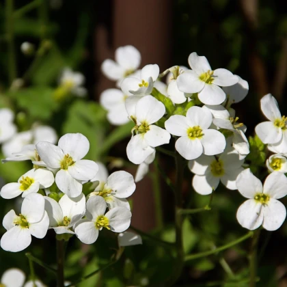 Huseník alpský bílý - Arabis alpina - semena huseníku - 200 ks