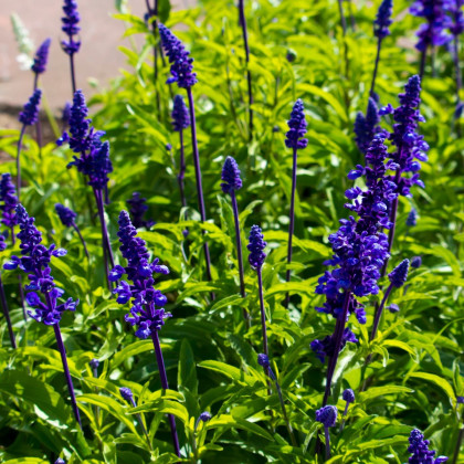 Šalvěj transylvanská Blue Spires - Salvia transylvanica - semena šalvěje - 12 ks