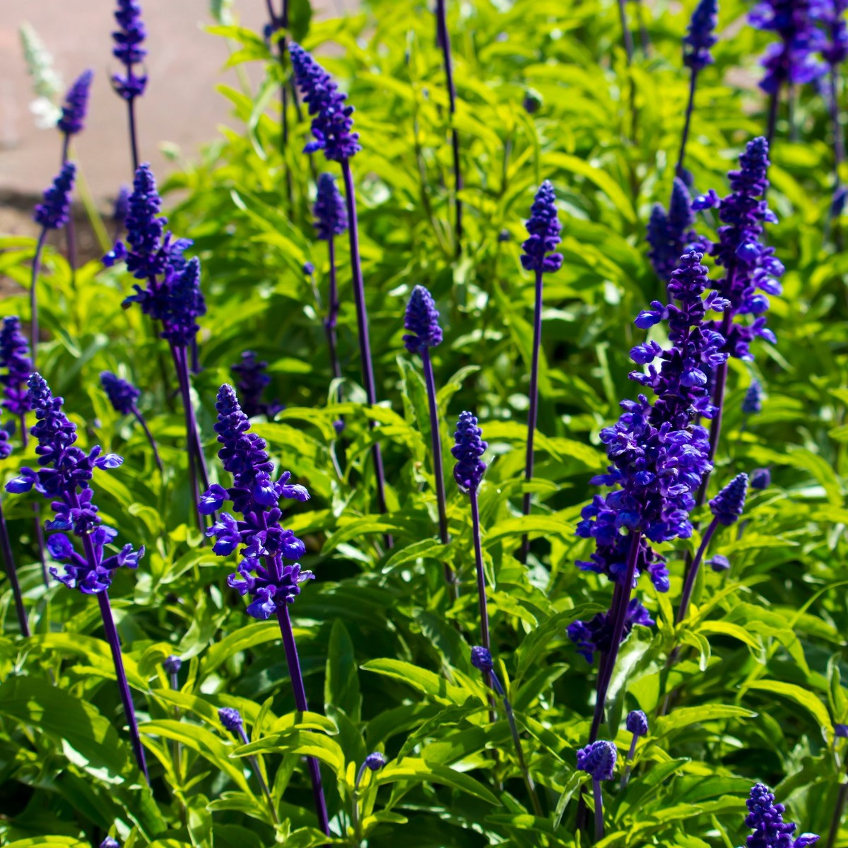 Šalvěj transylvanská Blue Spires - Salvia transylvanica - semena šalvěje - 12 ks