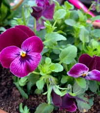 Violka rohatá Sorbet Carmine - Viola cornuta - semena violky - 20 ks