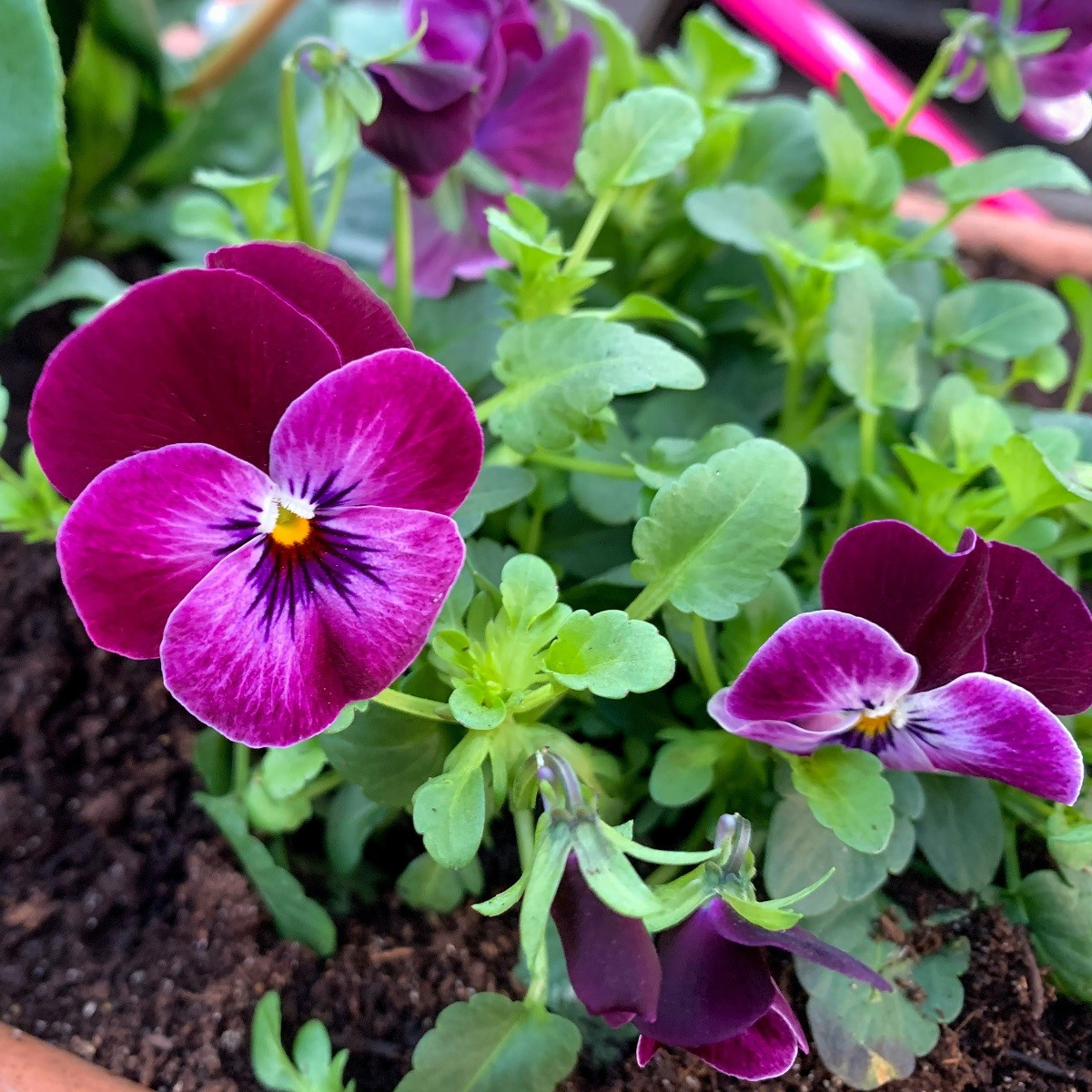 Violka rohatá Sorbet Carmine - Viola cornuta - semena violky - 20 ks