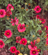 Kokarda Arizona Red Shades - Gaillardia aristata - semena kokardy - 10 ks