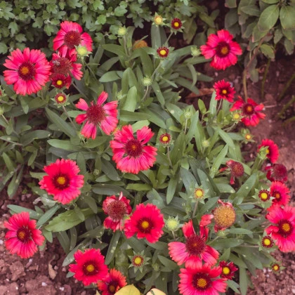 Kokarda Arizona Red Shades - Gaillardia aristata - semena kokardy - 10 ks