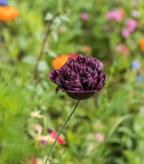 Mák Black Peony - Papaver somniferum - semena máku - 150 ks
