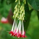 Fuchsie bolívijská bílá - Fuchsia boliviana - semena fuchsie - 10 ks