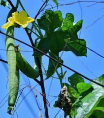 Lufa válcovitá - Luffa cylindrica - semena lufy - 8 ks