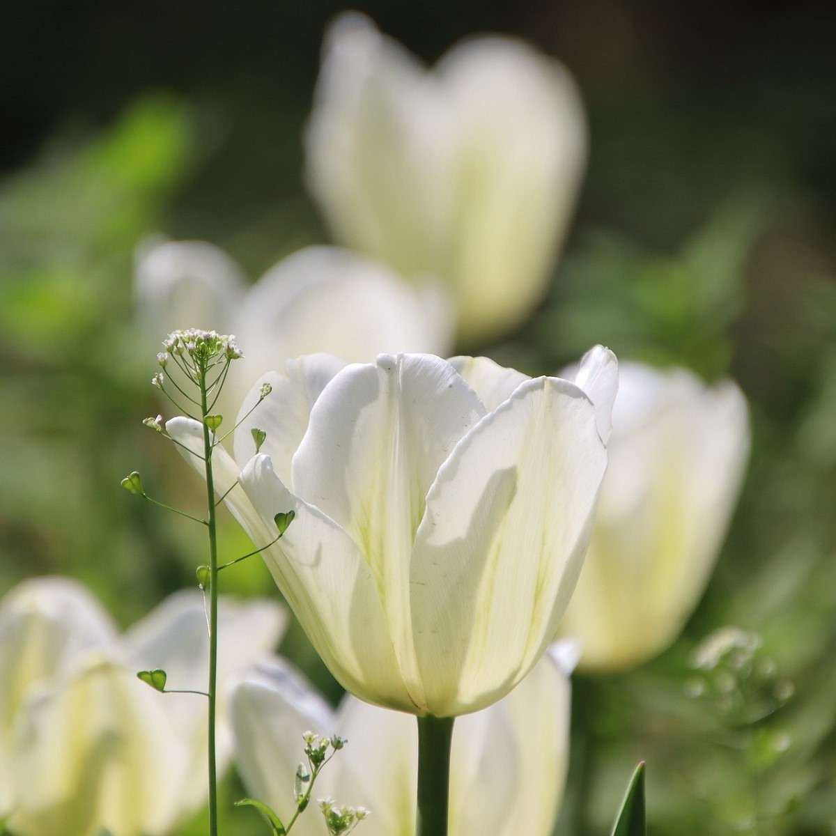 Tulipán Hakuun - Tulipa - cibule tulipánu - 3 ks