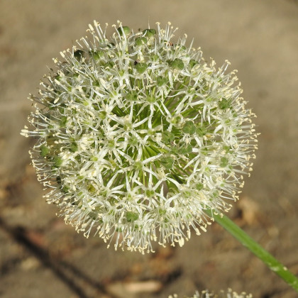 Česnek Mont Blanc - Allium - cibule okrasného česneku - 1 ks