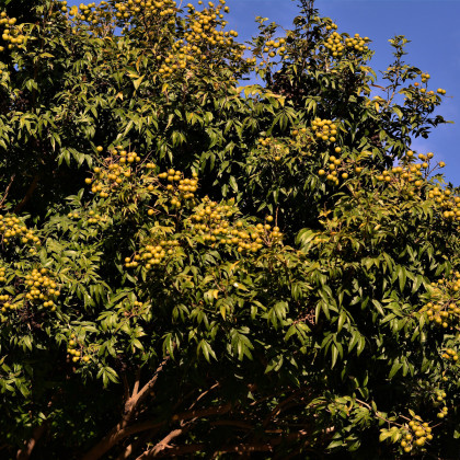 Mýdelník pravý - Sapindus saponaria - semena mýdelníku - 3 ks