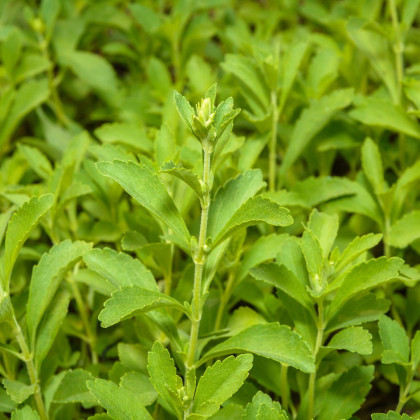 Stévie sladká - Stevia rebaudiana - semena stévie - 15 ks