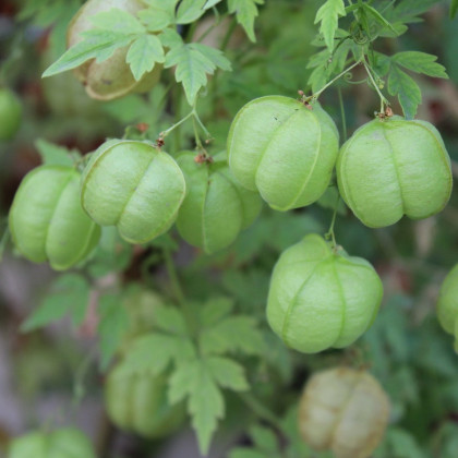 Srdcovnice nadmutá Ballonwein - Cardiospermum halicacabum - semena srdcovnice - 15 ks