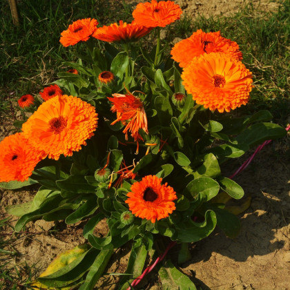 Měsíček lékařský Neon - Calendula officinalis - semena měsíčku - 40 ks