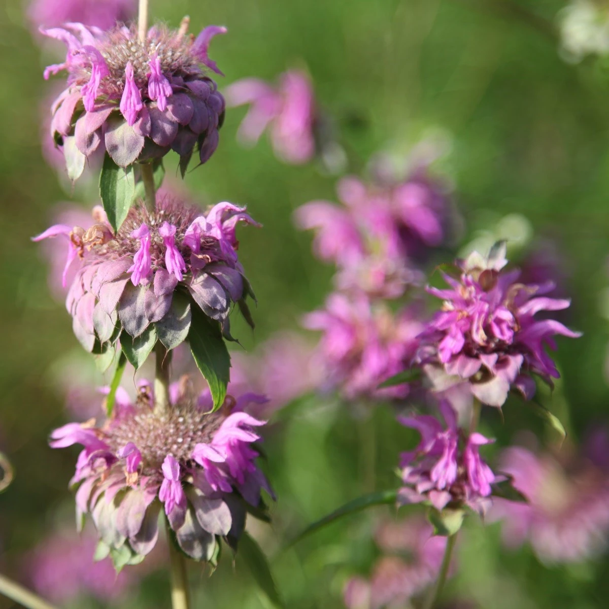 Monarda citrónová - Monarda citriodora - semena monardy - 50 ks