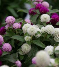 Gomfrena kulista mieszanka kolorów - Gomphrena globosa - nasiona gomfreny - 35 szt.