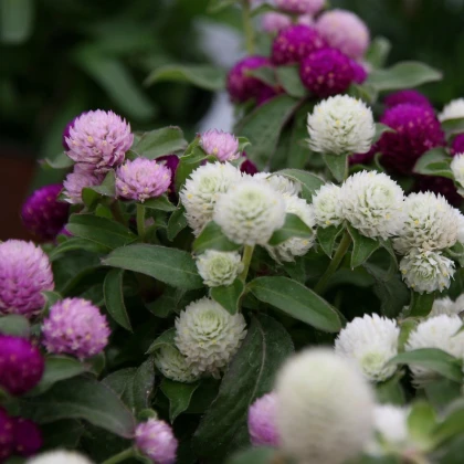 Pestrovka kulovitá směs barev - Gomphrena globosa - semena pestrovky - 0,1 g
