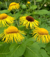 Oman pravý - Inula helenium - semena omanu - 20 ks