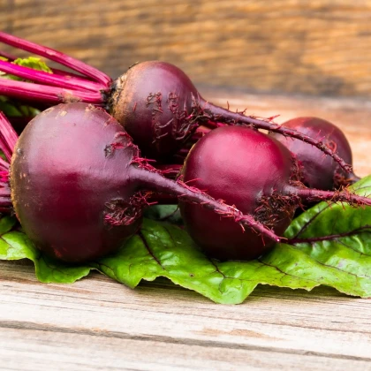 Řepa salátová červená kulatá - Beta vulgaris - semena řepy - 140 ks
