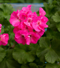 Muskat pasiasty Nekita Deep Rose F1 - Pelargonia pasiatka - nasiona pelargonii - 4 szt.