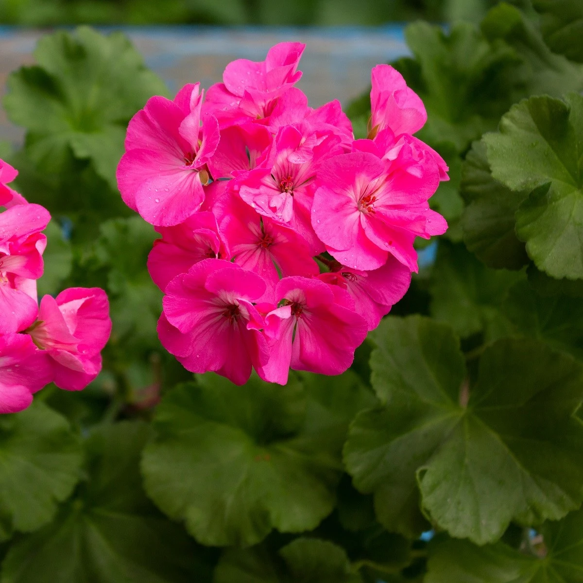 Muskat pasiasty Nekita Deep Rose F1 - Pelargonia pasiatka - nasiona pelargonii - 4 szt.