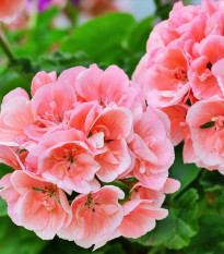 Muskat pasiasty Nekita Salmon F1 - Pelargonia rabatowa - nasiona pelargonii - 4 szt.