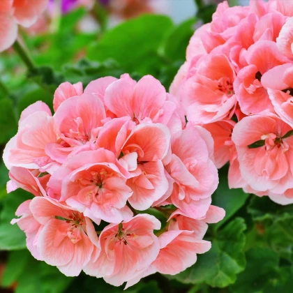 Muskat pasiasty Nekita Salmon F1 - Pelargonia rabatowa - nasiona pelargonii - 4 szt.