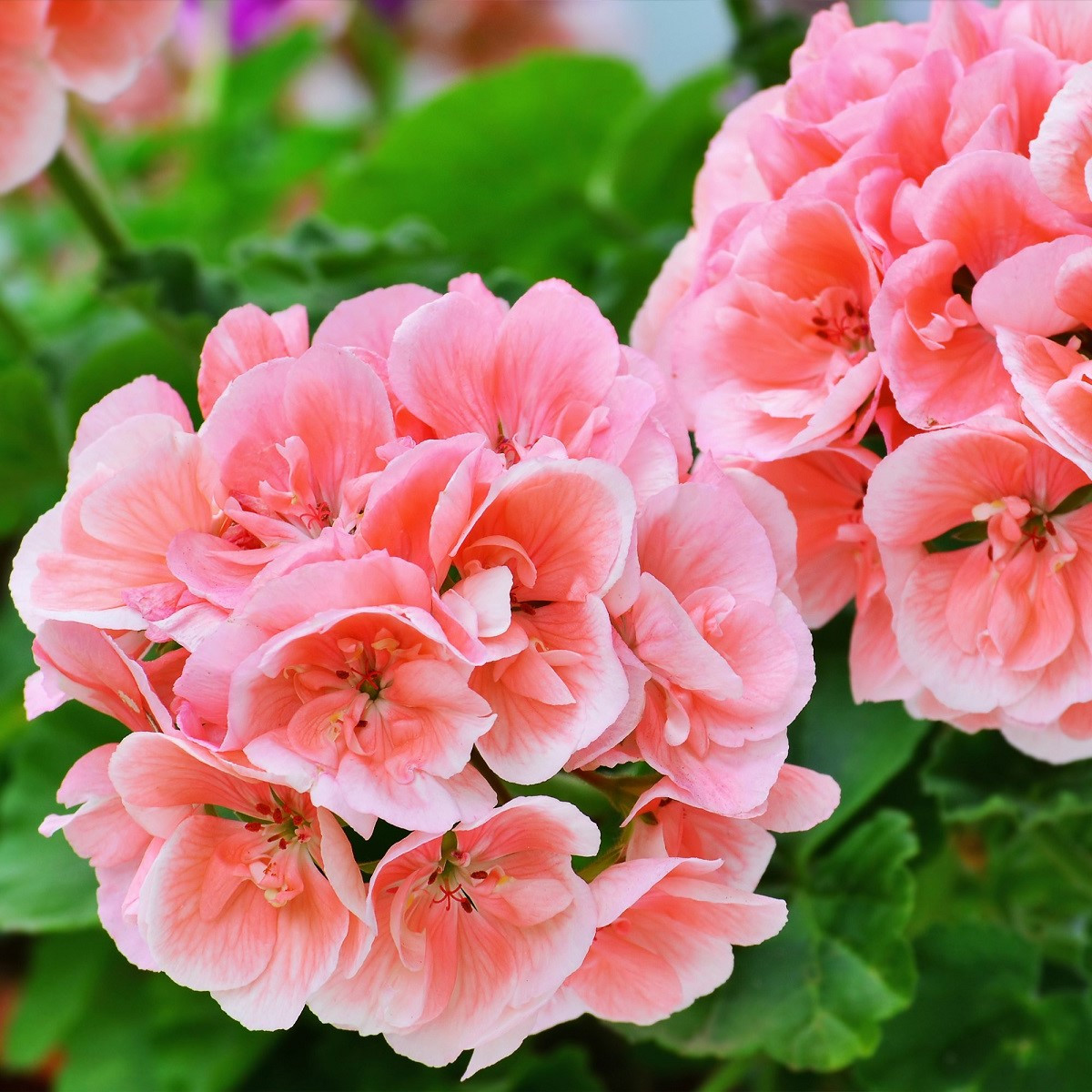 Muskat pasiasty Nekita Salmon F1 - Pelargonia rabatowa - nasiona pelargonii - 4 szt.