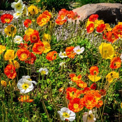 Mák nahoprutý Excelsior směs - Papaver nudicaule - semena máku - 250 ks
