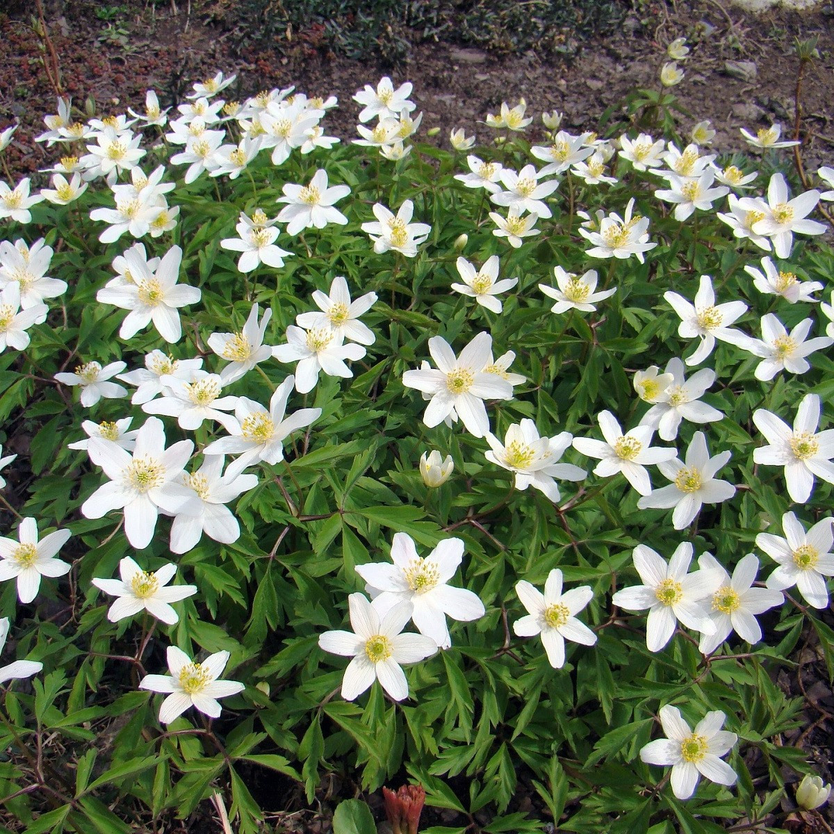 Sasanka hajní - Anemone nemorosa - semena sasanky - 10 ks