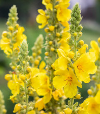 Divizna malokvětá - Verbascum thapus - semena divizny - 0,02 g