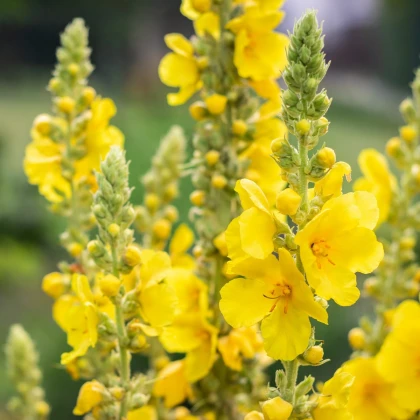 Divizna malokvětá - Verbascum thapus - semena divizny - 0,02 g