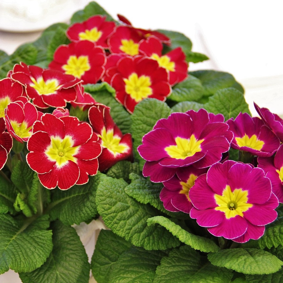 Prvosenka bezlodyžná směs - Primula vulgaris - semena prvosenky - 15 ks