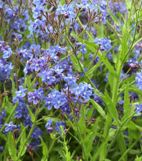 Pilát kapski - Anchusa capensis - nasiona pilátu - 50 szt.