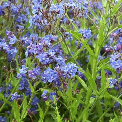 Pilát kapski - Anchusa capensis - nasiona pilátu - 50 szt.