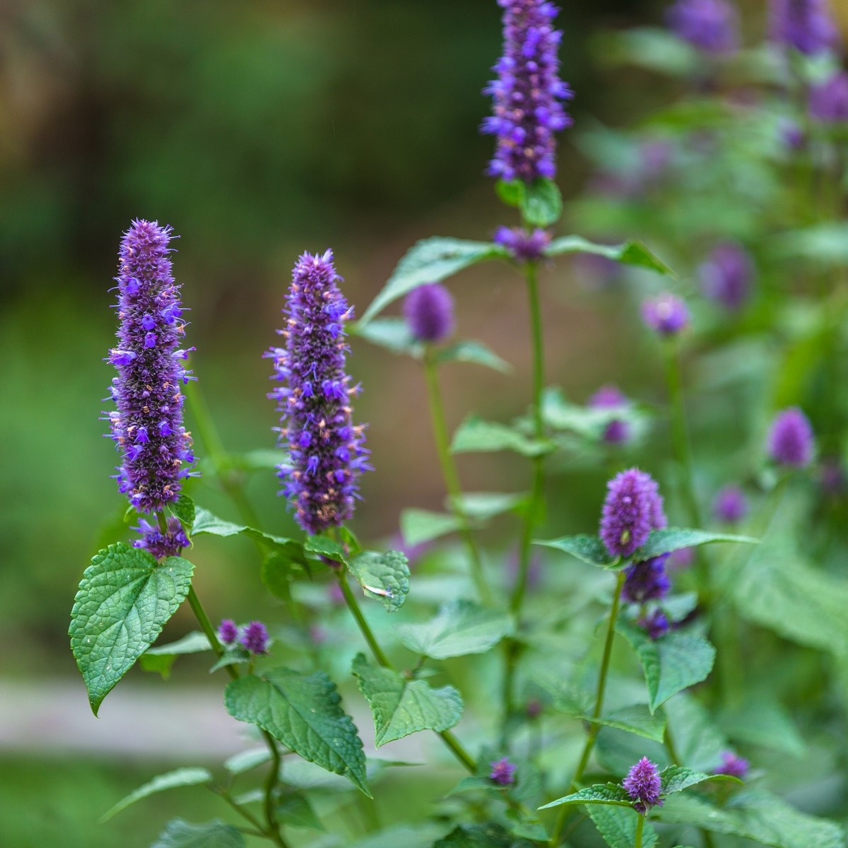 Agastache korejská Seoul -Agastache rugosa - semena agastache - 20 ks