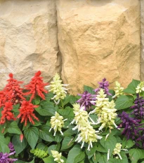 Šalvěj zářivá směs - Salvia splendens mix - semena šalvěje - 15 ks