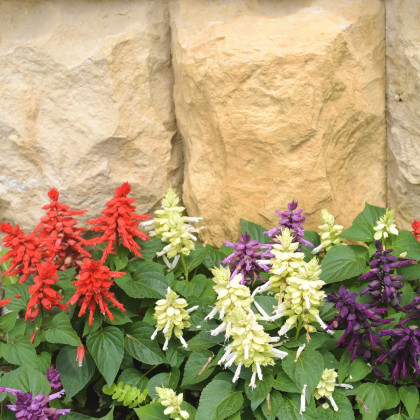 Šalvěj zářivá směs - Salvia splendens mix - semena šalvěje - 15 ks
