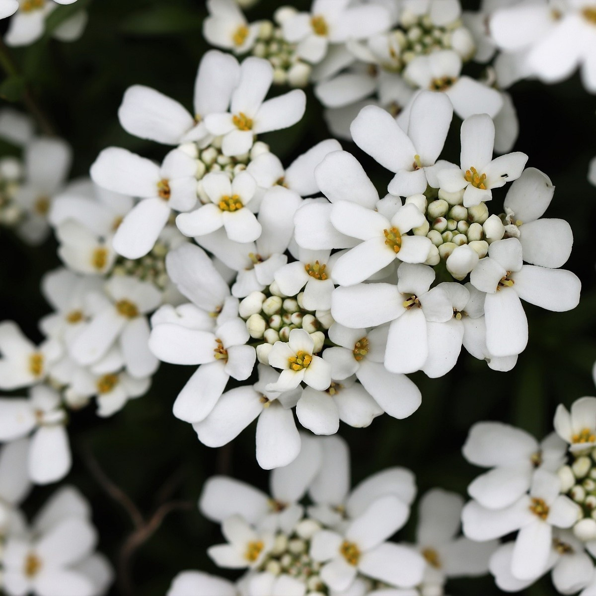 Iberka gibraltarská - Iberis gibraltarica - semena iberky - 35 ks