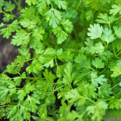 Kerblík setý Massa - Anthriscus cerefolium - semena kerblíku - 0,8 g