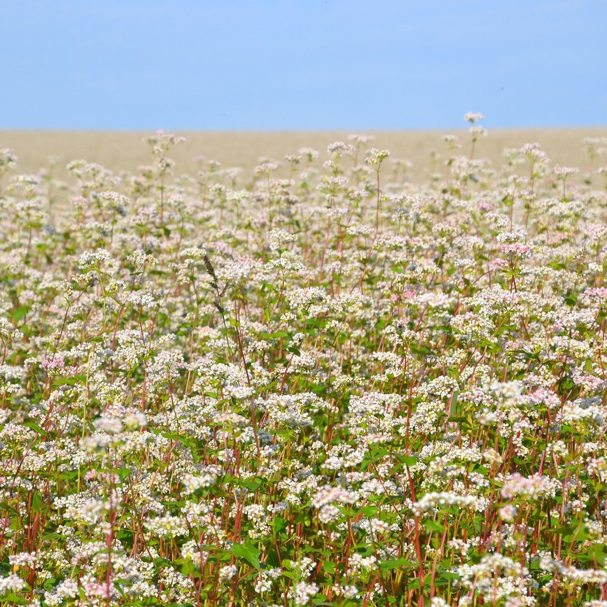Pohanka setá - Polygonum fagopyrum - semena pohanky - 20 ks